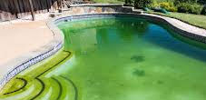 Swimming Pool Green to Clean Service